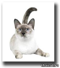 Тайские кошки на счастье