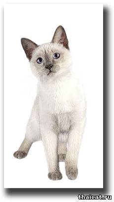 Тайские кошки на счастье