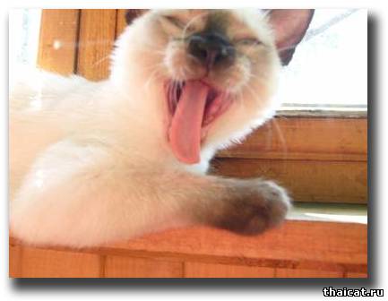 Смешные язычки