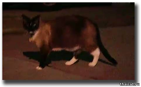 Кот-клептоман