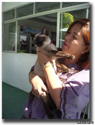 кошки в Таиланде