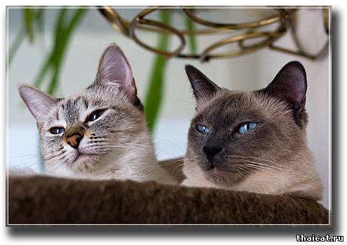 тайская кошка и тайский кот