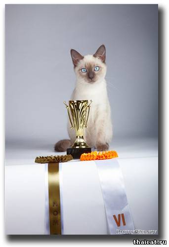 Покупка кота-производителя Покупка кота-производителя