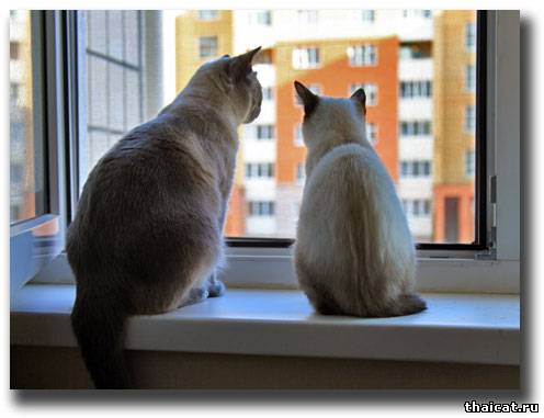 Тайская кошка Дафна и тайский Кот Заяц