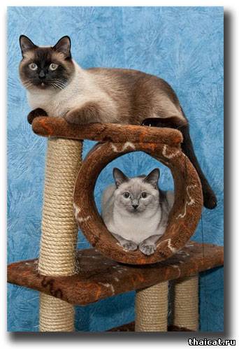 тайский кот и тайская кошка