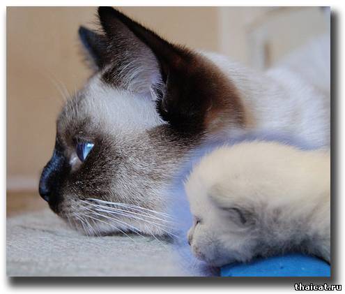 Материнская агрессия у кошек