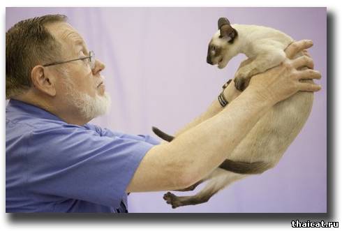 Консультация ветврача