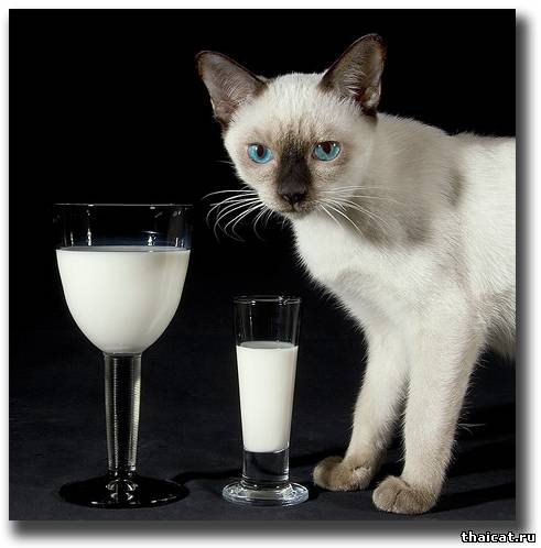 Кошки и молоко