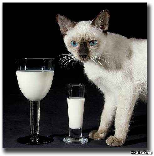 Можно ли кошкам молоко? Кошки и молоко