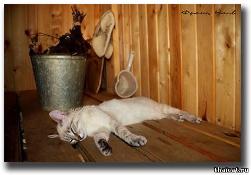 Клещи у кошек Клещи у кошек