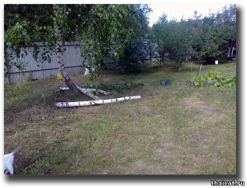 Как строился вольер для кошек