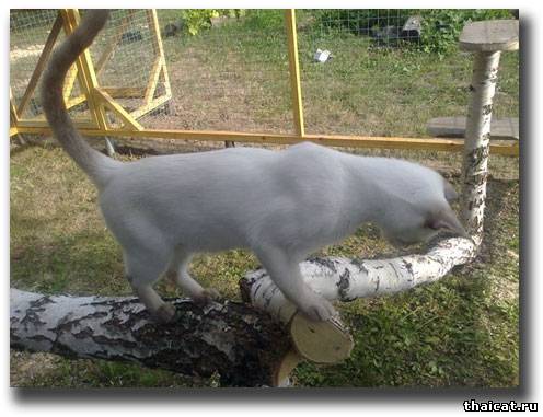 Вольер для кошек