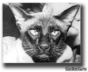 Большой Чемпион Пениральт Пикассо (Penyralt Picasso)