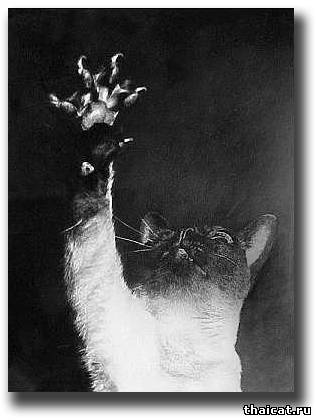 Смешные фотографии с сиамскими кошками 30-50 годов XX века