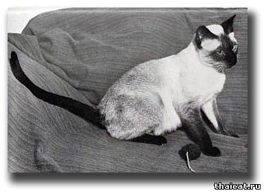 Сиамская кошка Силслив Ша-Паша (Sealsleeve Shah-Pashah)