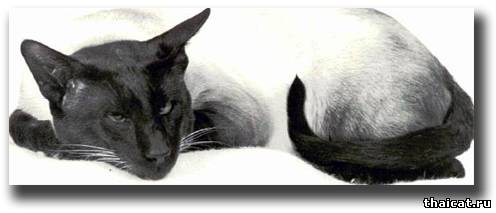 Большой Чемпион Калоке Фарао (Kaloke Pharaoh)