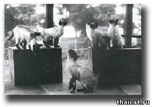 Сиамские кошки питомника Прествик