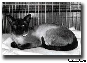 Сиамский кот Чемпион Сабукия Чирокко (Sabukia Cirocco)