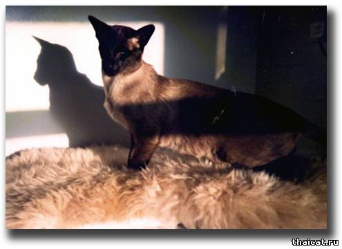 Большой Чемпион Субэрн Иксалибур (Subairn Excalibur)