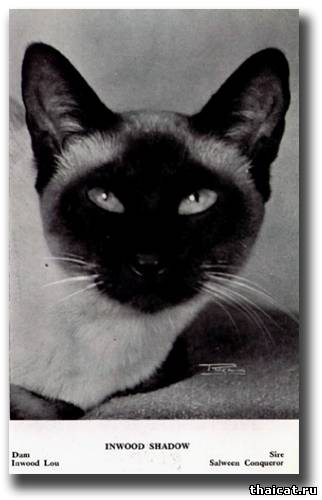 Чемпион Инвуд Шедоу (Inwood Shadow)