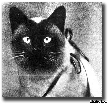 Сиамский кот Санчо (Sancho)