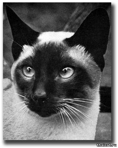 Сиамский кот Чемпион Клонлост Йо-Йо (Clonlost Yo-Yo) 