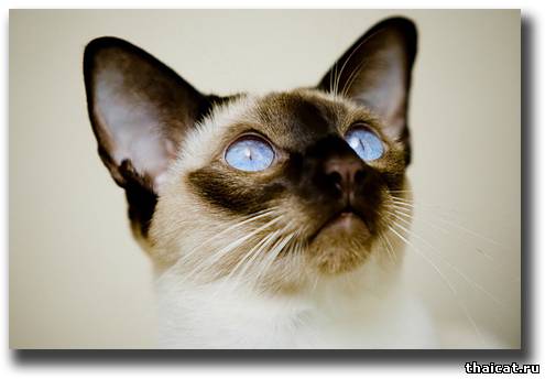 Сиамские кошки с голубыми глазами