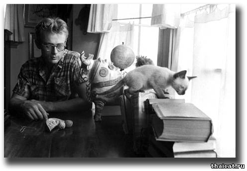 Джеймс Дин и его сиамский кот Маркус