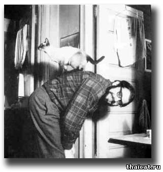 Алан Гинзберг с сиамской кошкой