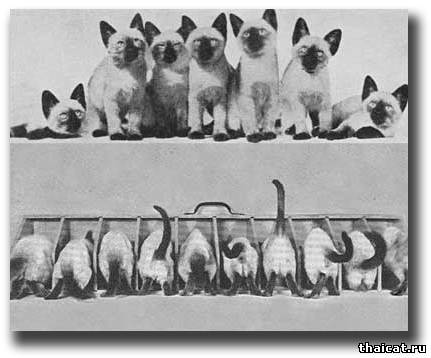 Смешные фотографии с сиамскими кошками 30-50 годов XX века