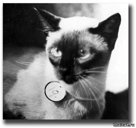 Сиамская кошка Прествик Перлинг (Prestwick Perling)