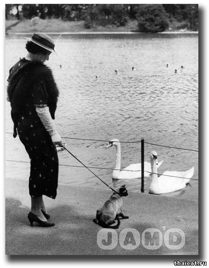 Смешные фотографии с сиамскими кошками 30-50 годов XX века