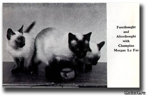 Сиамская кошка Морган ле Фей (Morgan le Fay) с котятами