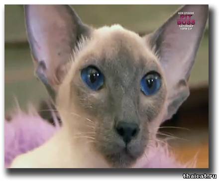 Глаза насыщенного голубого цвета – самая яркая отличительная черта сиамской кошки