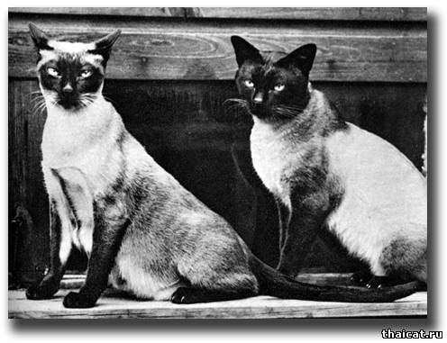 Сиамские кошки питомника Ориентал