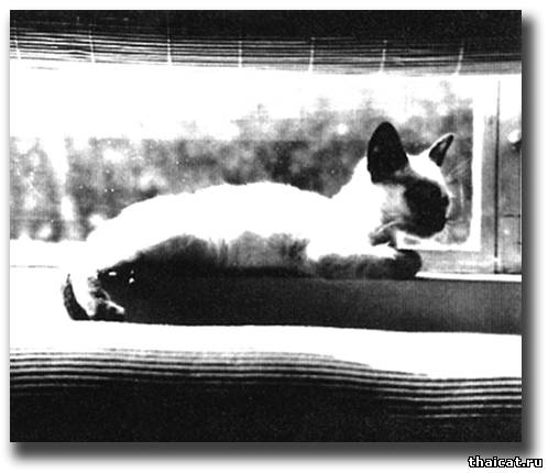 Сиамский котенок Маркус, подарок Лиз Тейлор Джеймсу Дину