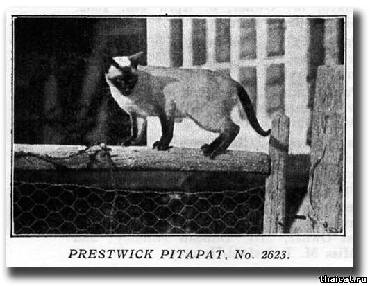 Сиамская кошка Питапат (Pitapat)