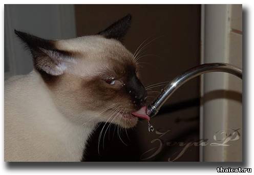 Как кошка пьет