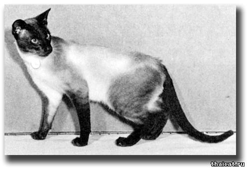 Чемпион Киллдаун Юпитер (Killdown Jupiter)