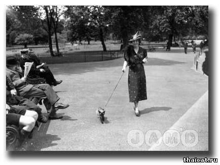 Смешные фотографии с сиамскими кошками 30-50 годов XX века