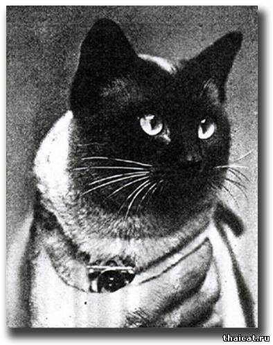 Сиамский кот Санчо (Sancho)