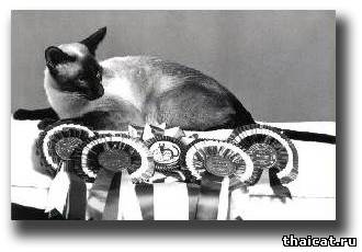 Сиамский кот Чемпион Пи-Ден Каприкорн (Pi-Den Capricorn)