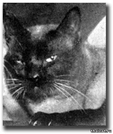 Сиамский кот Мон Дек (Mon Dek)