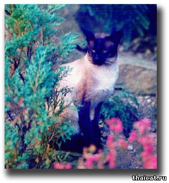 Большой Чемпион Соединенного Королевства Шермезе Стрингалонг (Shermese Stringalong)