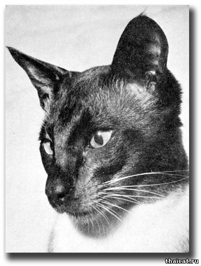 Сиамский кот Чемпион Киллдаун Керри (Killdown Kerry)