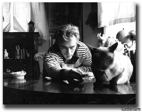 Джеймс Дин и его сиамский кот Маркус