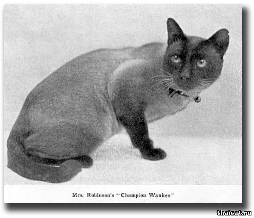 Сиамский кот Ванки (Wankee)