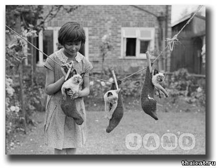 Смешные фотографии с сиамскими кошками 30-50 годов XX века