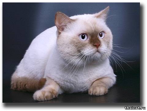 Британская кошка окраса циннамон-пойнт
