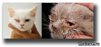 Хламидиоз у кошек, кошачий хламидиоз, хламидиоз кошек